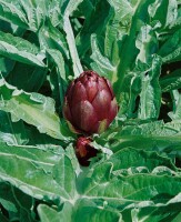 Cynara scolymus 11 cm Topf - Größe nach Saison