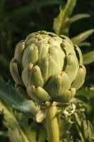 Cynara scolymus 11 cm Topf - Größe nach Saison