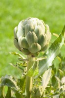 Cynara scolymus 11 cm Topf - Größe nach Saison