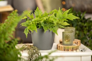 Cyrtomium fortunei 9 cm Topf - Größe nach Saison