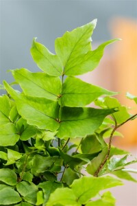 Cyrtomium fortunei 9 cm Topf - Größe nach Saison