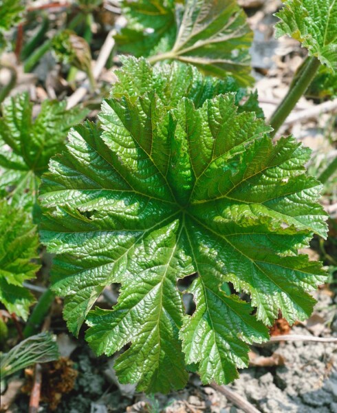 Darmera peltata 9 cm Topf - Größe nach Saison