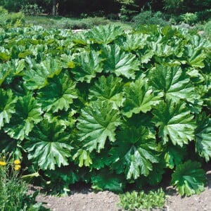 Darmera peltata 9 cm Topf - Größe nach Saison