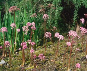 Darmera peltata 9 cm Topf - Größe nach Saison