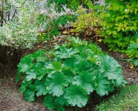 Darmera peltata 9 cm Topf - Größe nach Saison