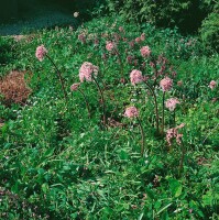 Darmera peltata 9 cm Topf - Größe nach Saison