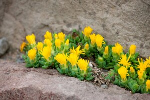 Delosperma congestum 9 cm Topf - Größe nach Saison