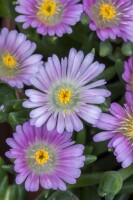 Delosperma congestum 9 cm Topf - Größe nach Saison