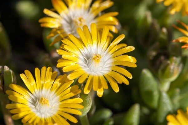 Delosperma congestum Golden Nugget 9 cm Topf - Größe nach Saison