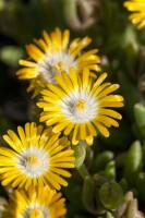 Delosperma congestum Golden Nugget 9 cm Topf - Größe nach Saison