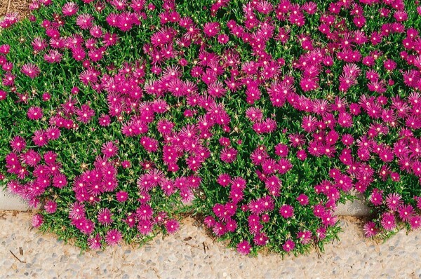 Delosperma cooperi, karminrot 9 cm Topf - Größe nach Saison