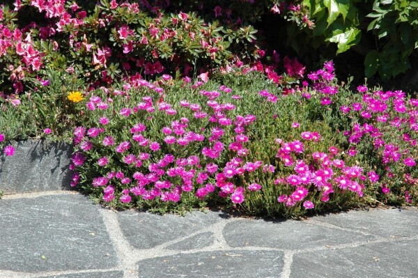 Delosperma cooperi, rosa 9 cm Topf - Größe nach Saison