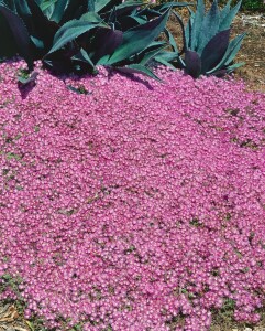 Delosperma cooperi, rosa 9 cm Topf - Größe nach Saison