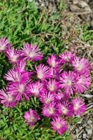 Delosperma cooperi, rosa 9 cm Topf - Größe nach Saison