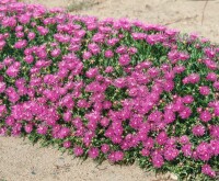 Delosperma cooperi, rosa 9 cm Topf - Größe nach Saison