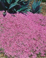 Delosperma cooperi, rosa 9 cm Topf - Größe nach Saison