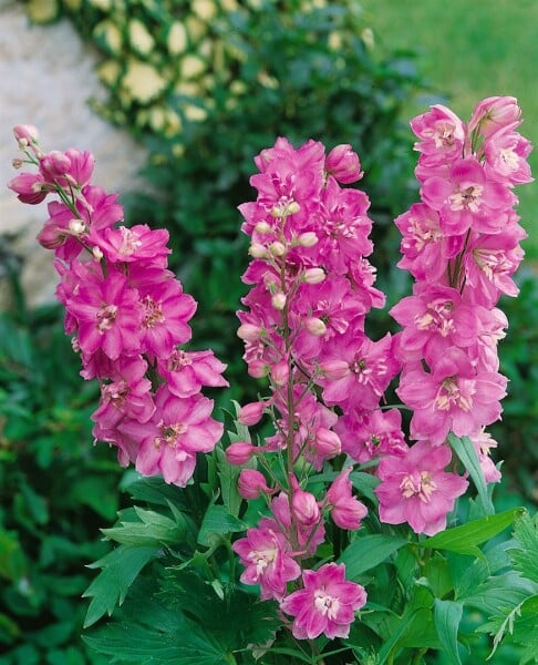 Delphinium Pacific Astolat 9 cm Topf - Größe nach Saison