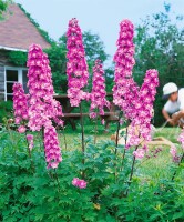 Delphinium Pacific Astolat 9 cm Topf - Größe nach Saison