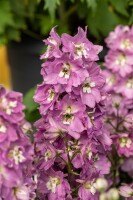 Delphinium Pacific Astolat 9 cm Topf - Größe nach Saison