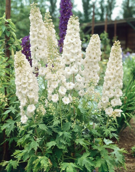 Delphinium Pacific Galahad 11 cm Topf - Größe nach Saison