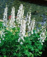 Delphinium Pacific Galahad 11 cm Topf - Größe nach Saison