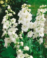 Delphinium Pacific Galahad 11 cm Topf - Größe nach Saison