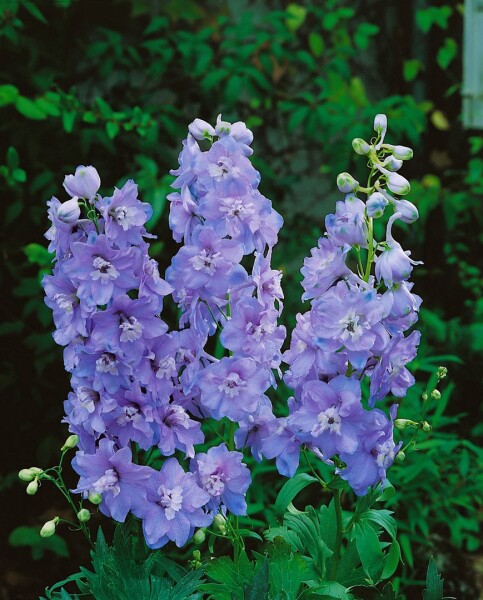 Delphinium Pacific Guinevere 11 cm Topf - Größe nach Saison