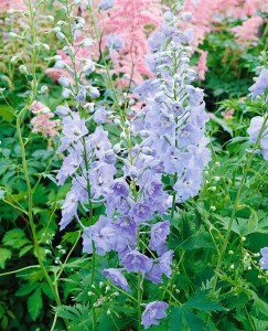 Delphinium Pacific Guinevere 11 cm Topf - Größe nach Saison