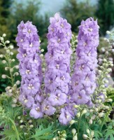 Delphinium Pacific Guinevere 11 cm Topf - Größe nach Saison