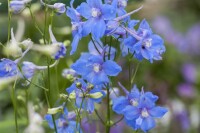 Delphinium x bellad.Cliveden Beauty,gen. 11 cm Topf - Größe nach Saison