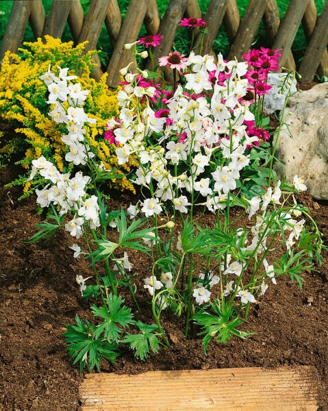 Delphinium x bellad.Moerheimii 11 cm Topf - Größe nach Saison