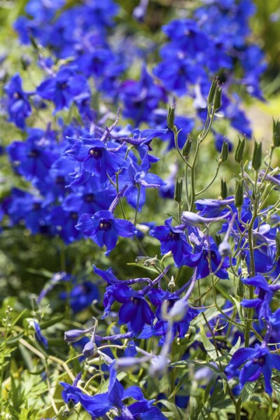 Delphinium x bellad.Völkerfrieden 11 cm Topf - Größe nach Saison