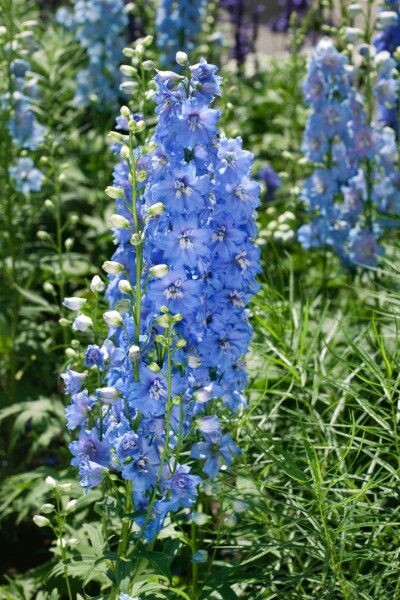 Delphinium x elatum Merlin 11 cm Topf - Größe nach Saison