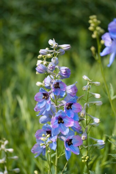 Delphinium x elatum Morgentau 11 cm Topf - Größe nach Saison