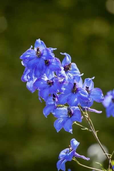 Delphinium x elatum Neptun 11 cm Topf - Größe nach Saison