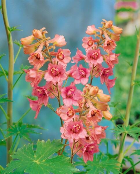 Delphinium x ruysii Pink Sensation 11 cm Topf - Größe nach Saison