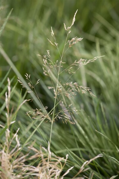 Deschampsia cespitosa Goldtau 9 cm Topf - Größe nach Saison