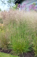 Deschampsia cespitosa Goldtau 9 cm Topf - Größe nach Saison