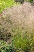 Deschampsia cespitosa Goldtau 9 cm Topf - Größe nach Saison