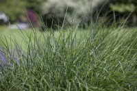 Deschampsia cespitosa Schottland 9 cm Topf - Größe nach Saison