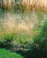 Deschampsia cespitosa Schottland 9 cm Topf - Größe nach Saison