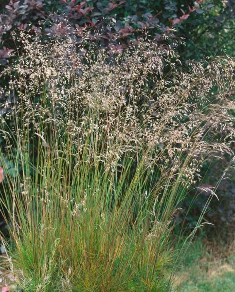 Deschampsia flexuosa 9 cm Topf - Größe nach Saison