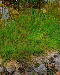 Deschampsia flexuosa 9 cm Topf - Größe nach Saison