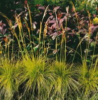 Deschampsia flexuosa 9 cm Topf - Größe nach Saison