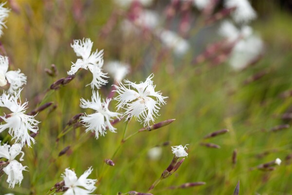 Dianthus arenarius 9 cm Topf - Größe nach Saison