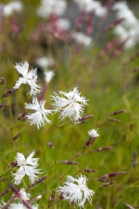 Dianthus arenarius 9 cm Topf - Größe nach Saison