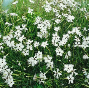 Dianthus arenarius 9 cm Topf - Größe nach Saison