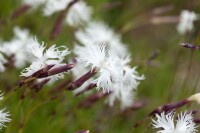 Dianthus arenarius 9 cm Topf - Größe nach Saison