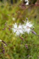 Dianthus arenarius 9 cm Topf - Größe nach Saison