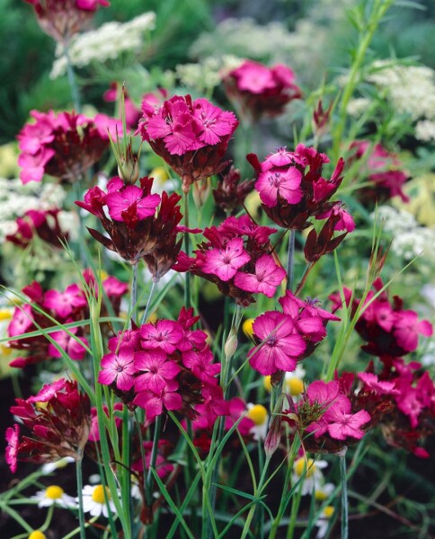 Dianthus carthusianorum 9 cm Topf - Größe nach Saison